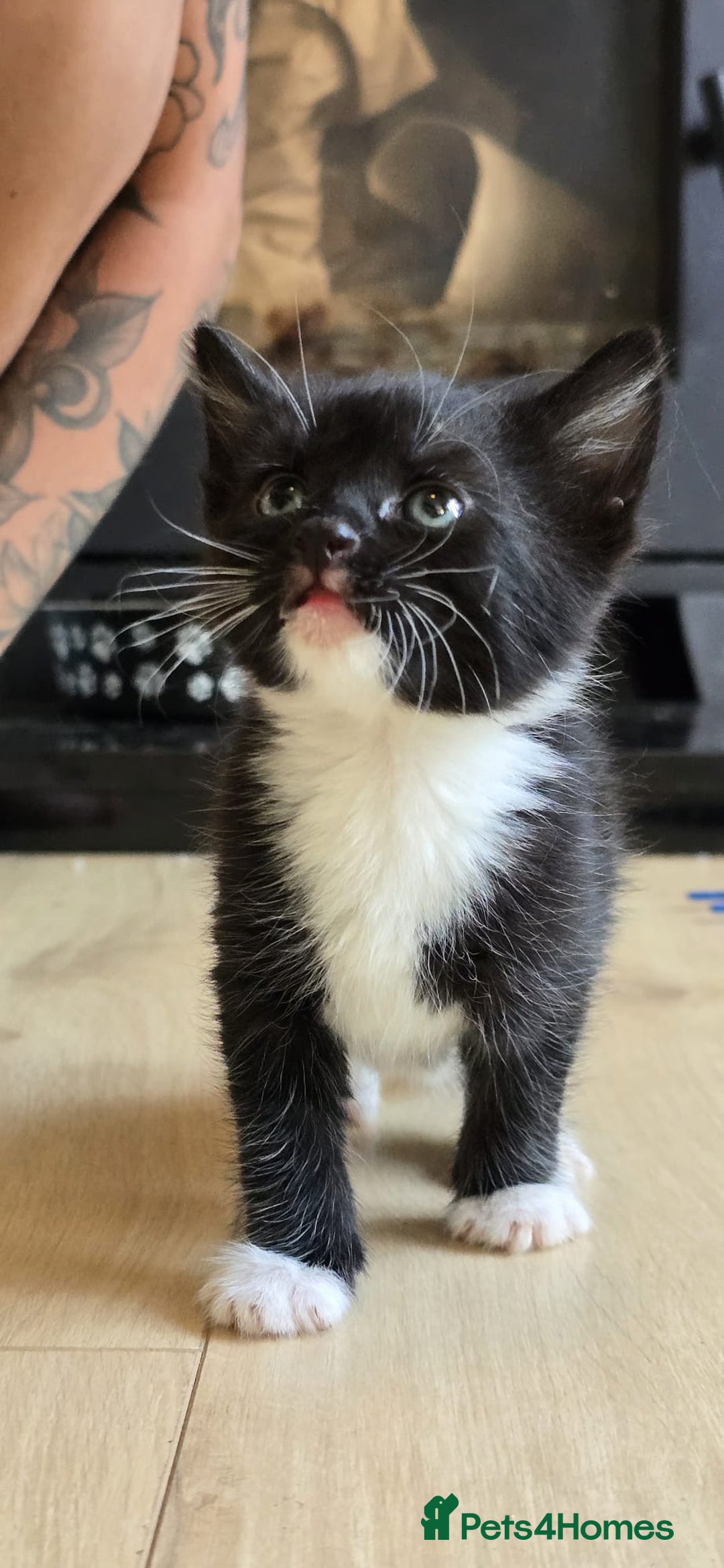 Mixed Breed cats for sale: Gorgeous mix breed kittens for sale!  - Image 5