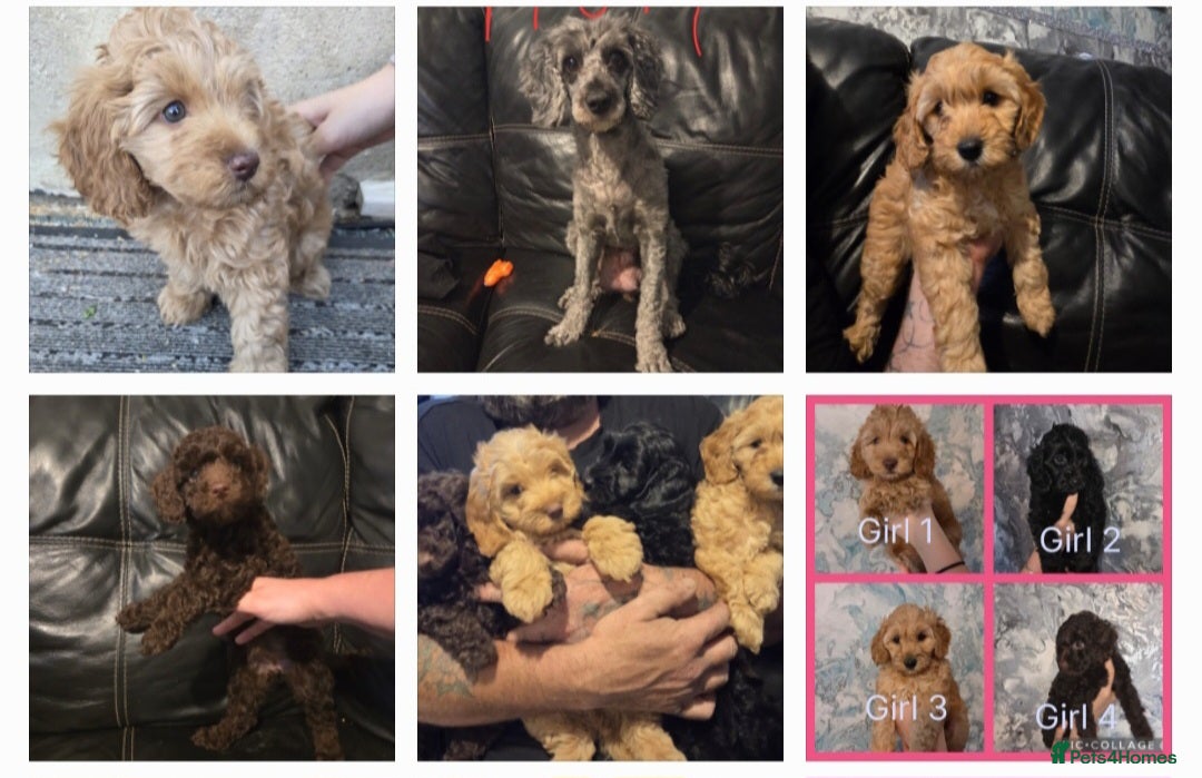 Cockapoo dogs for stud: F1 cocapoo for stud well Proven DNA clear in Bromley - Image 33
