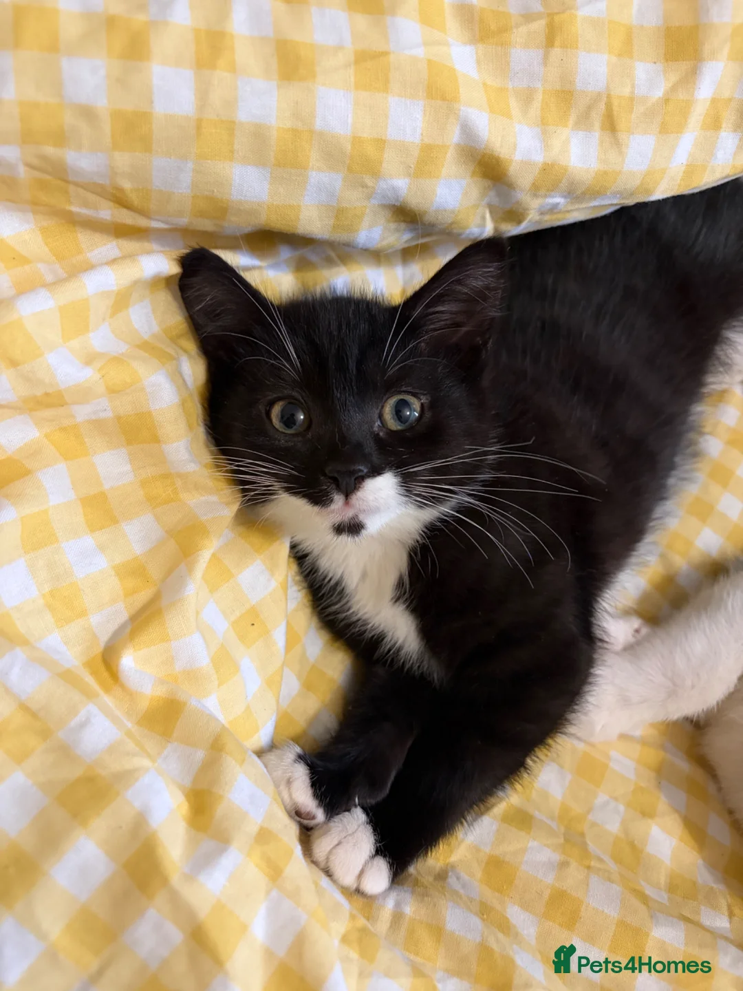 Mixed Breed cats for sale: cute black and white kittens - Advert 2