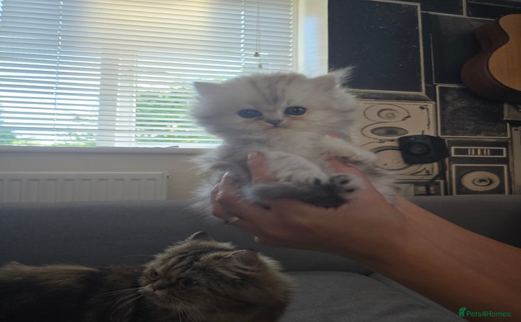 Perdoll cats - Advert 1