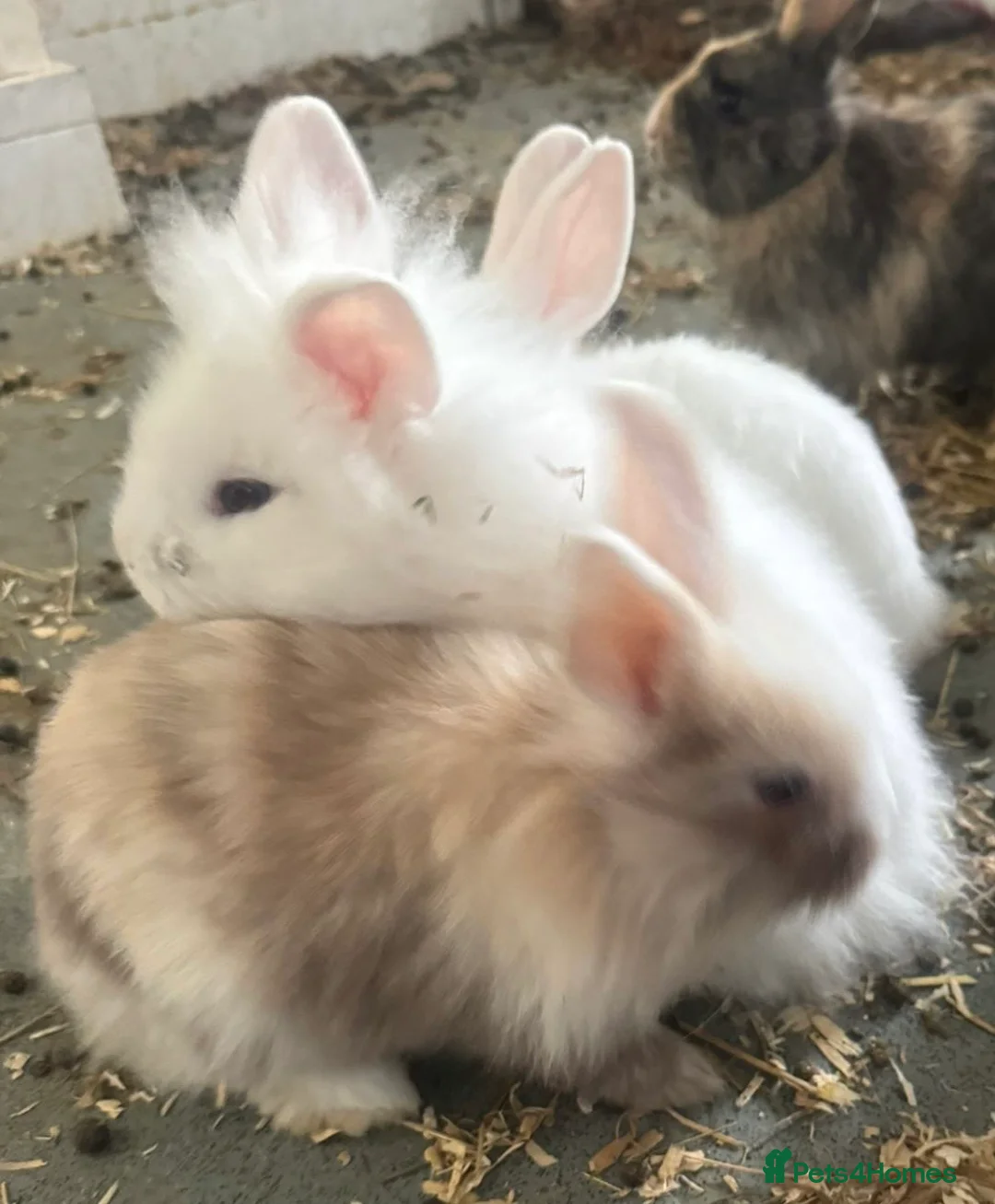 Netherland Dwarf rabbits for sale: Adorable bunnies  in Newmarket - Advert 2