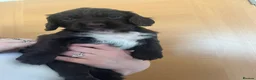 Sprocker dogs for sale: Sprocker puppies  - Advert 5