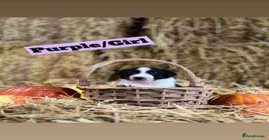 Border Collie dogs - Advert 9