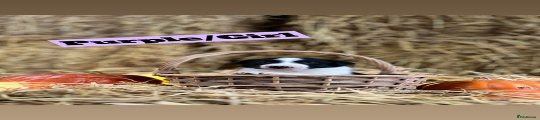 Border Collie Puppy 5