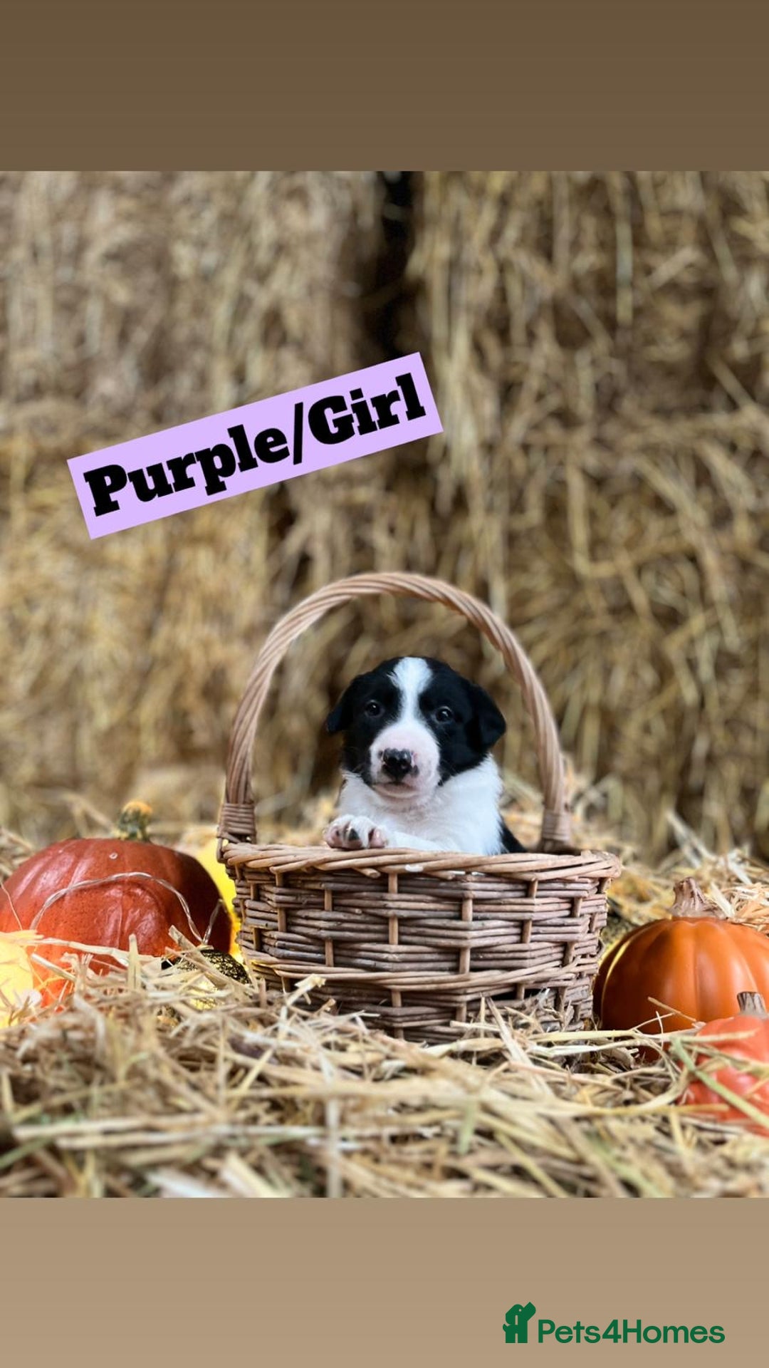 Border Collie dogs for sale: Beautiful cheeky border collies for sale - Image 2