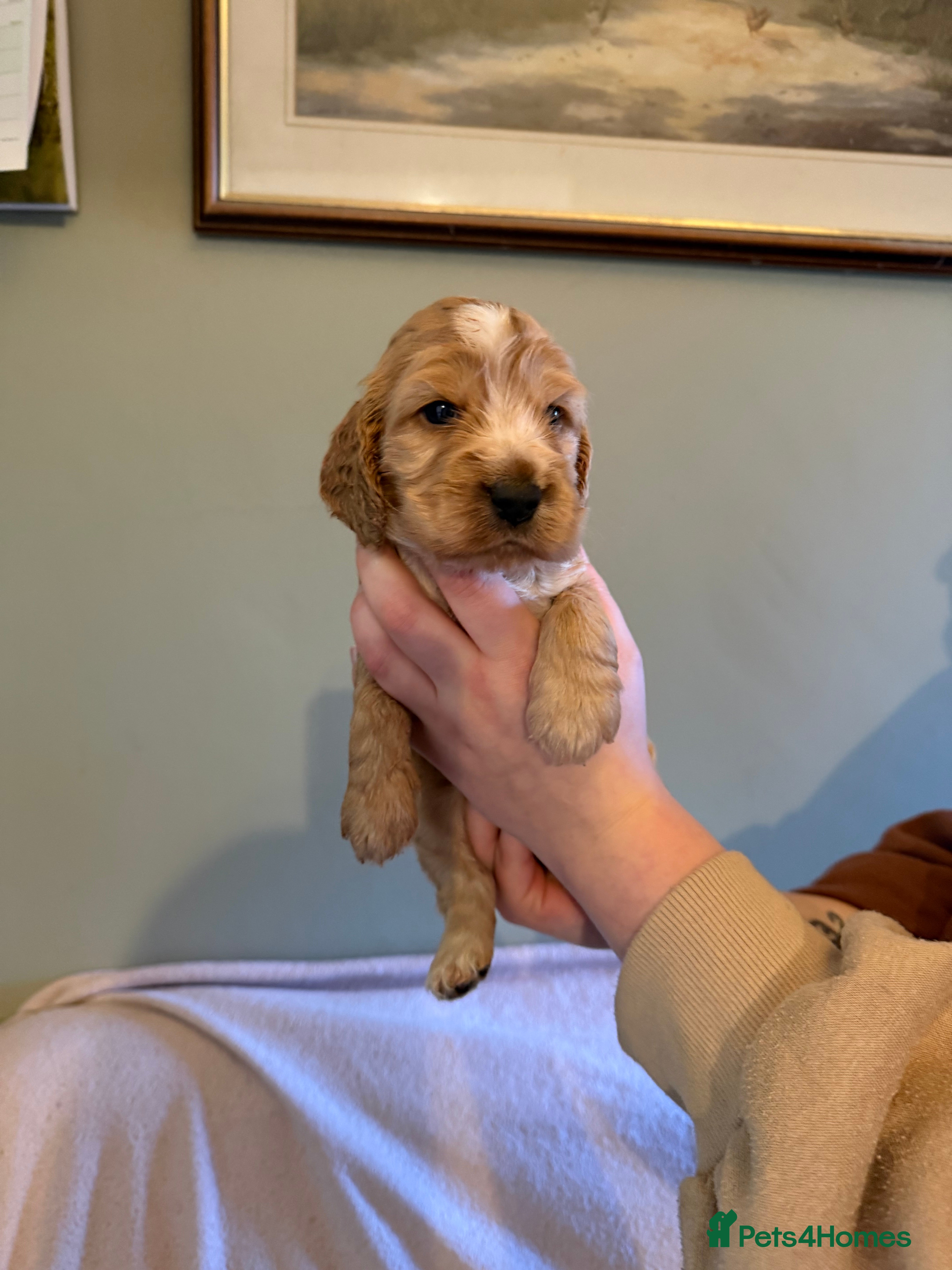 Cocker Spaniel dogs Beautiful golden girl  - Advert 6