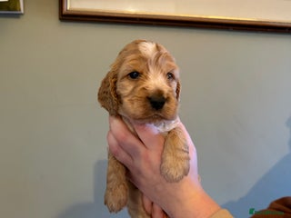 Cocker Spaniel dogs Beautiful golden girl - Advert 2