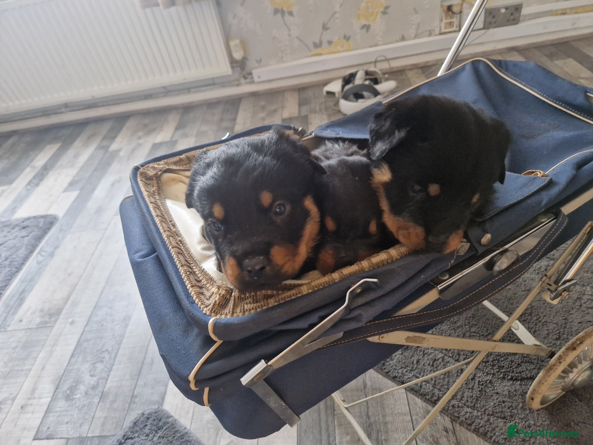 Rottweiler dogs Stunning chunky Rothwell puppies - Advert 7