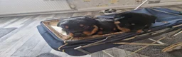 Rottweiler dogs for sale: Stunning chunky Rothwell puppies in Kidderminster - Advert 1