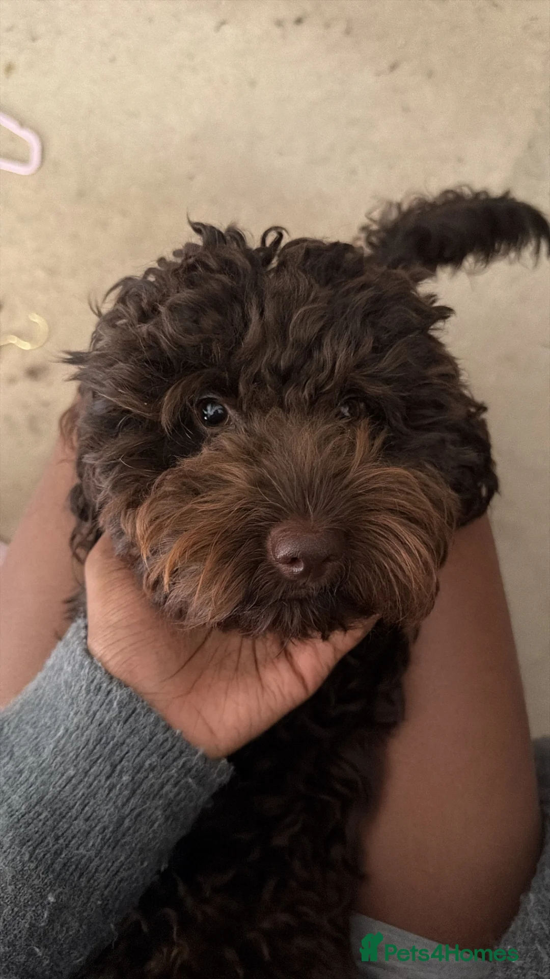 Cockapoo dogs for sale: Avaia the Cockapoo - Advert 1