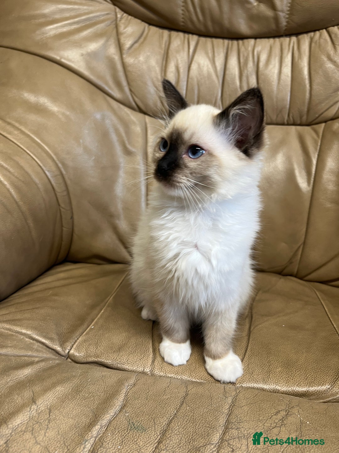 Ragdoll cats for sale: Beautiful Seal Ragdoll Kittens! 2 boys + 1 girl - Image 2