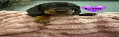 Miniature Dachshund purple