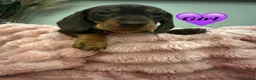 Miniature Dachshund dogs for sale: ✨KC REG MINIATURE DACHSHUNDS✨ - Advert 4
