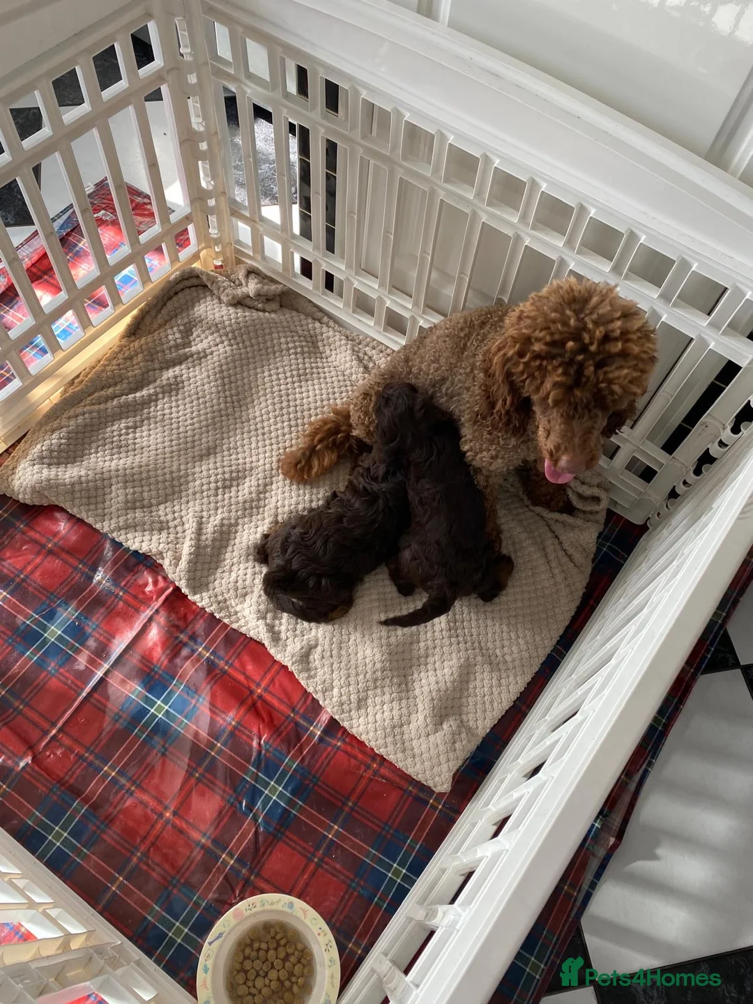 Cavapoo dogs for sale: Cavapoo puppies  - Advert 15