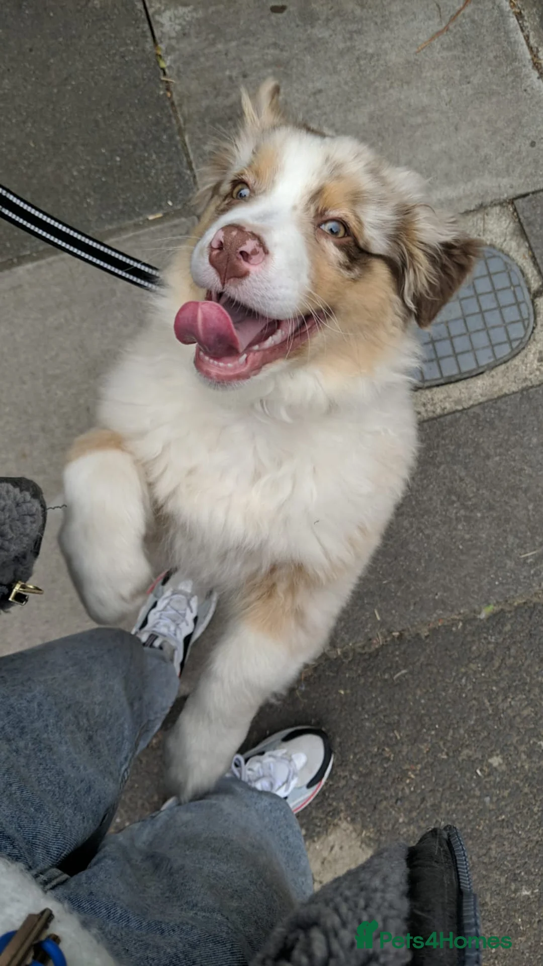 Australian Shepherd dogs for stud: Proven HT KC Champ Red Merle Australian Shep Stud in Bromley - Advert 10