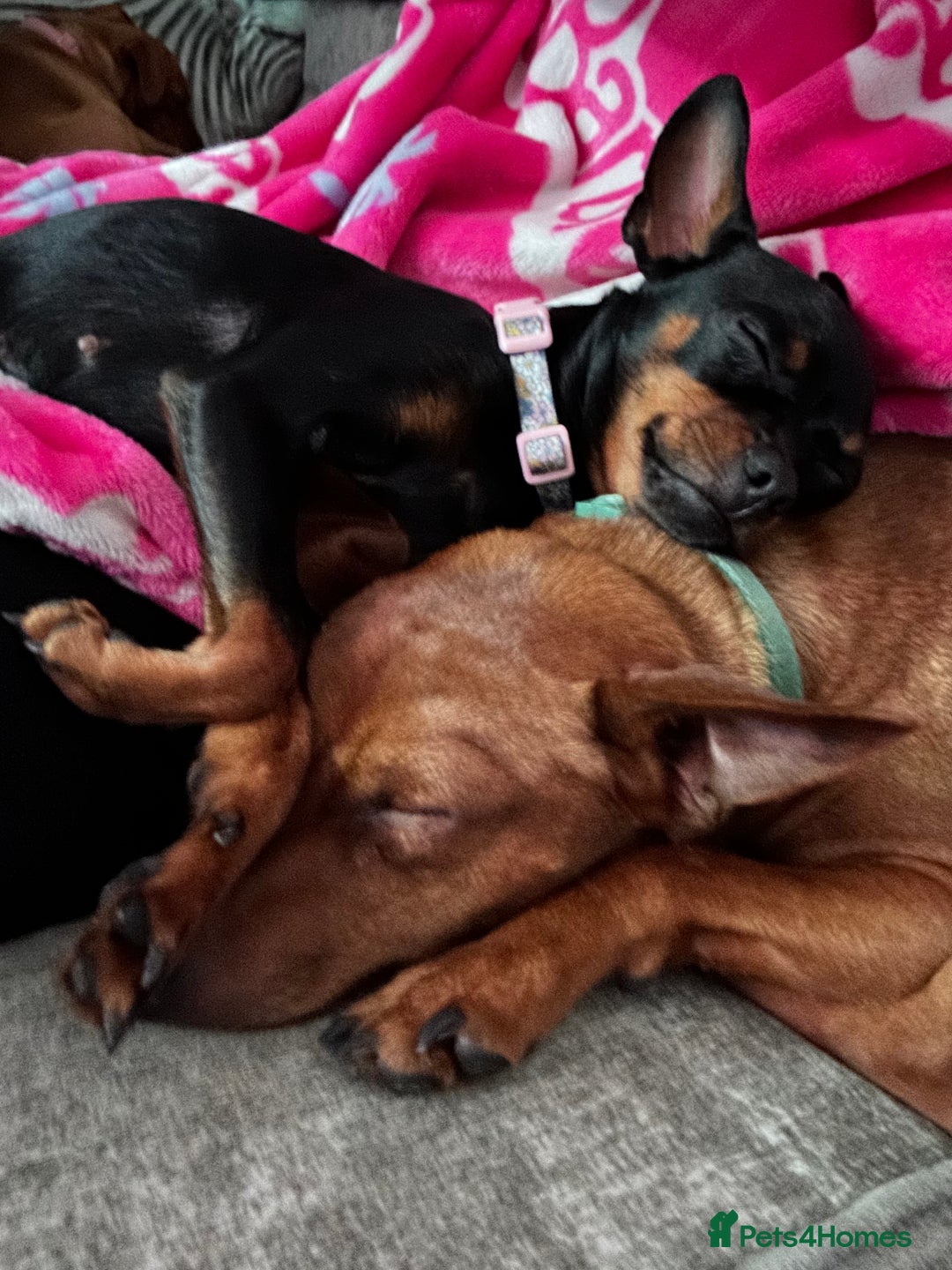 Miniature Pinscher dogs for sale: Loving Homes Wanted for Two Miniature Pinschers - Advert 11