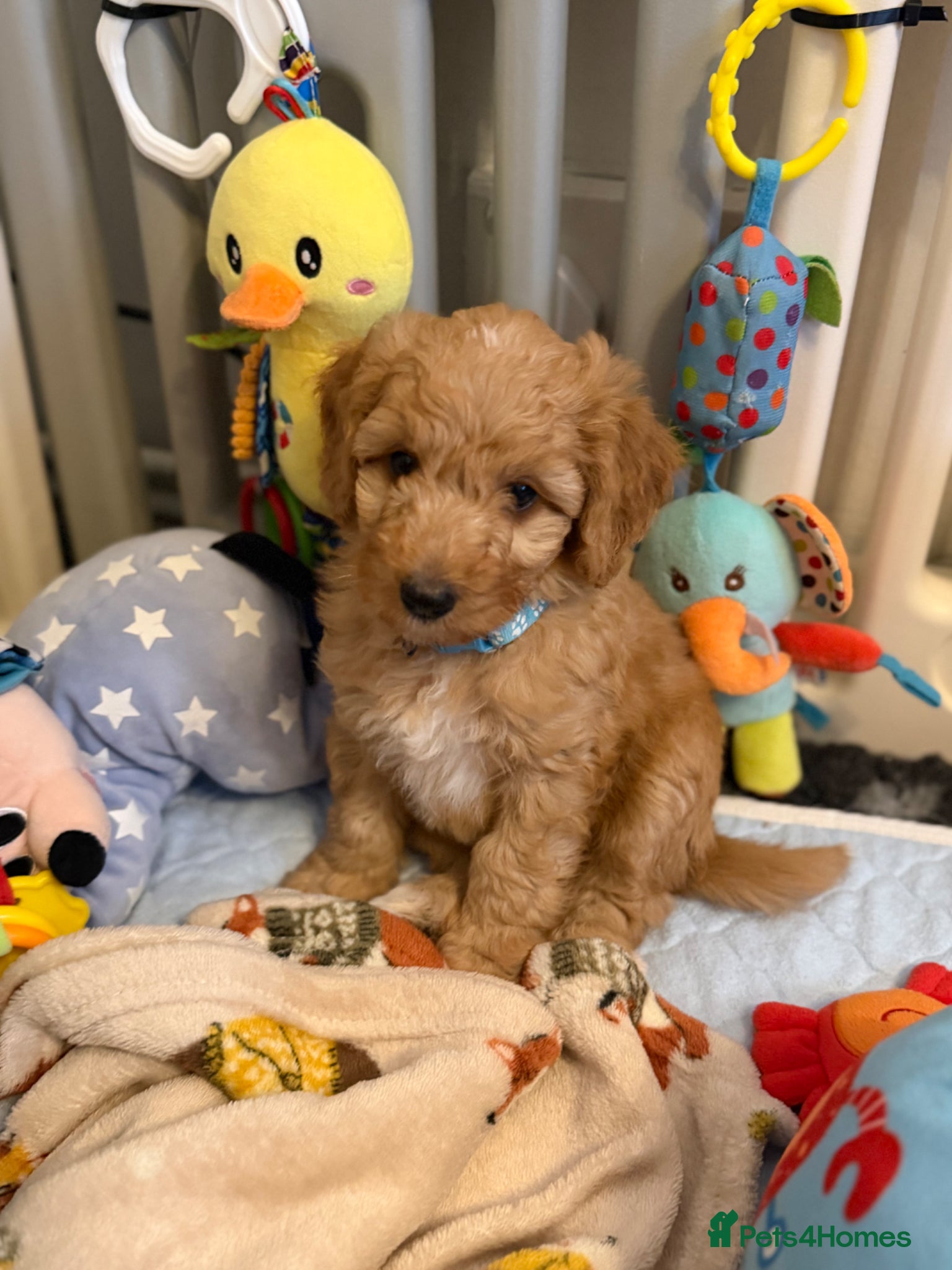 Australian Labradoodle dogs 🐾 Last 2 Australian labradoodle puppies 🐶 🐾 - Advert 10