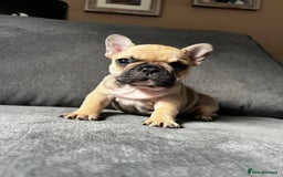 French Bulldog dogs for sale: KC wonderful French Bulldog puppies🐾 - Image 16