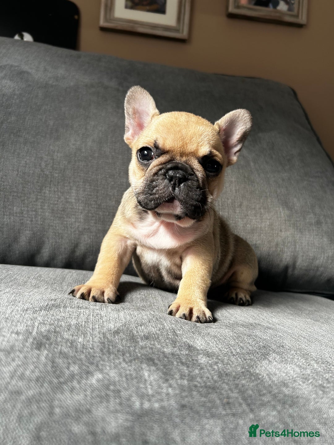 French Bulldog dogs for sale: KC wonderful French Bulldog puppies🐾 - Image 16