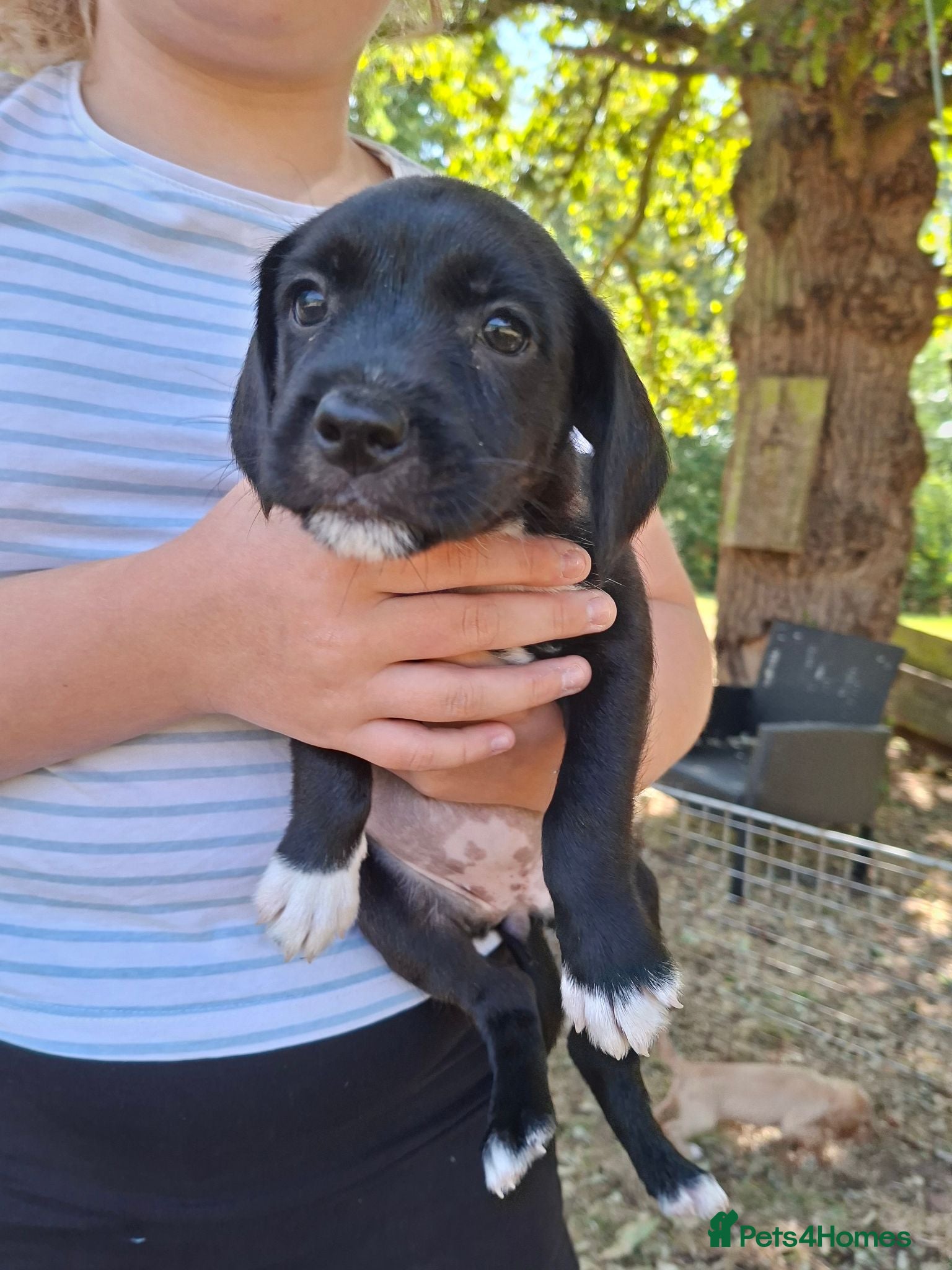 Mixed Breed dogs Cockerjack puppies - Advert 2