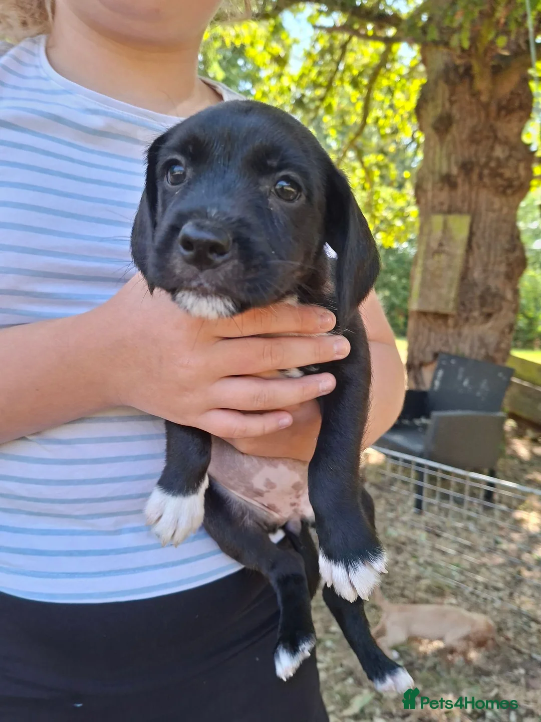 Mixed Breed dogs for sale: Cockerjack puppies - Advert 2