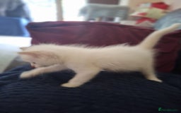 Ragdoll cats for sale: Beautiful Ragdoll x British long hair kittens  - Image 8