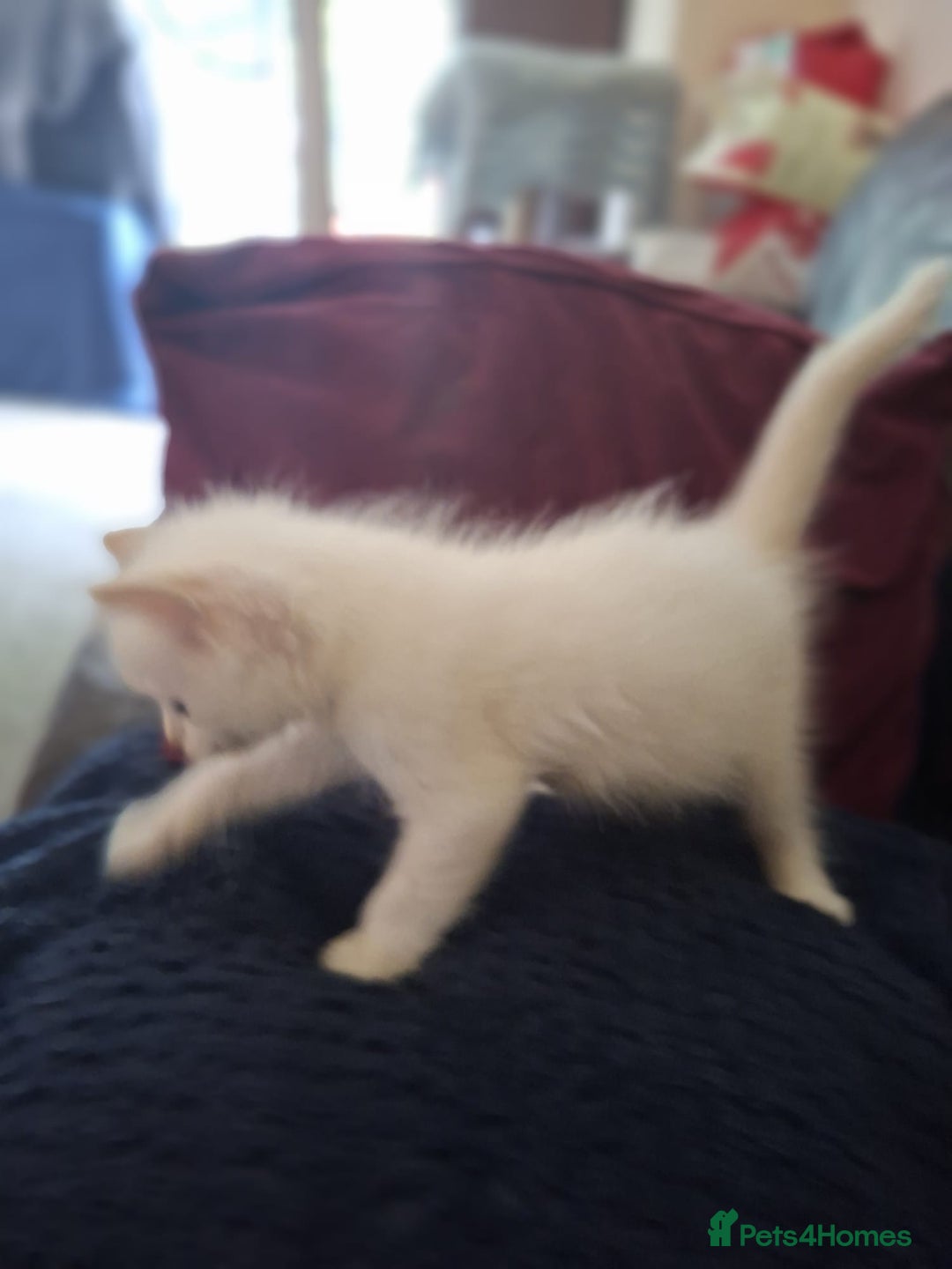 Ragdoll cats for sale: Beautiful Ragdoll x British long hair kittens  - Image 8