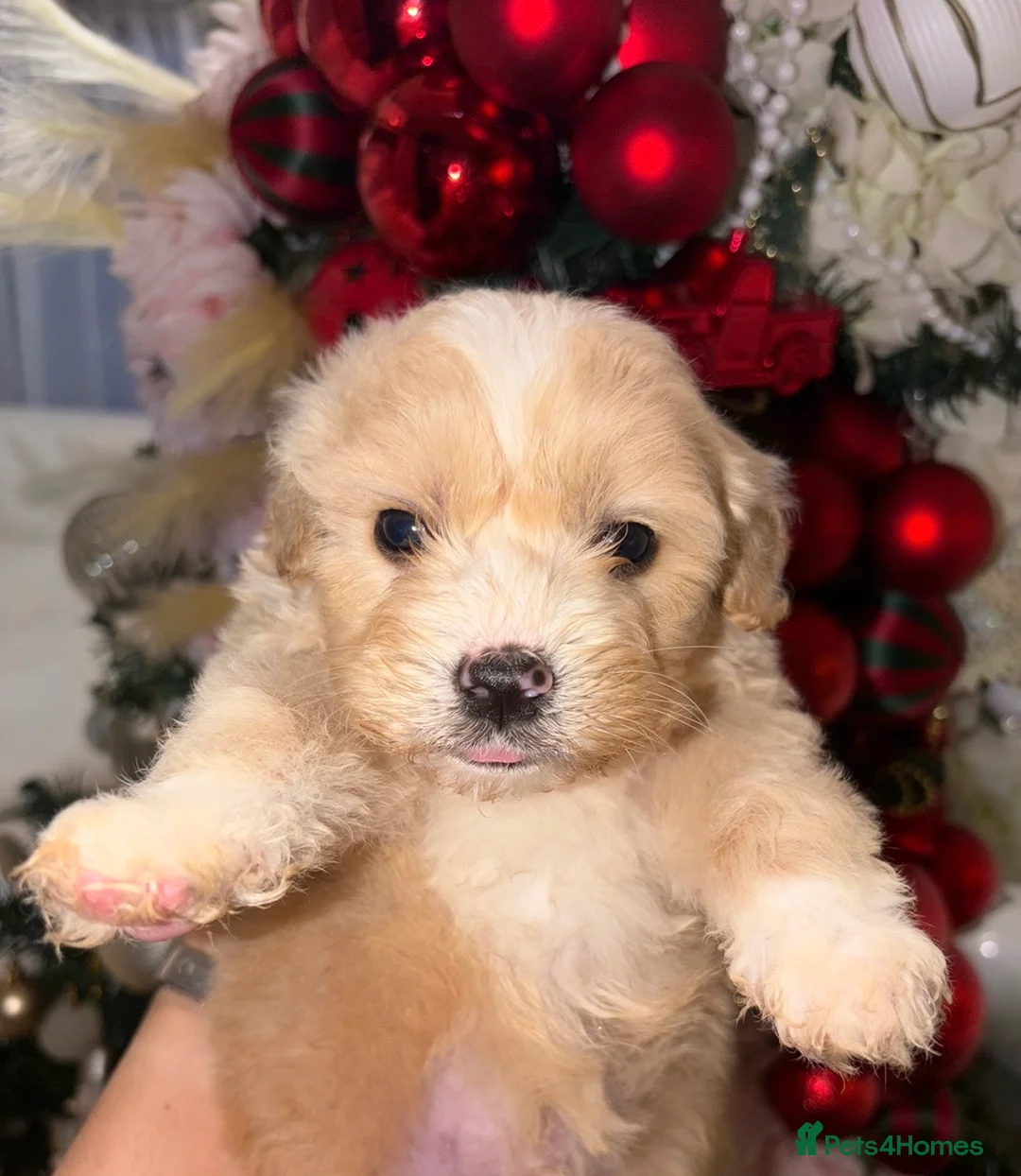 Mixed Breed dogs for sale: Puppies  - Advert 5