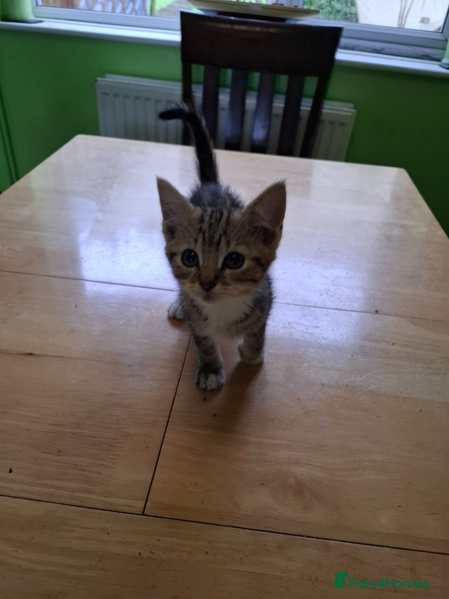 Mixed Breed cats for sale: Six 9 week old Kittens   - Advert 22