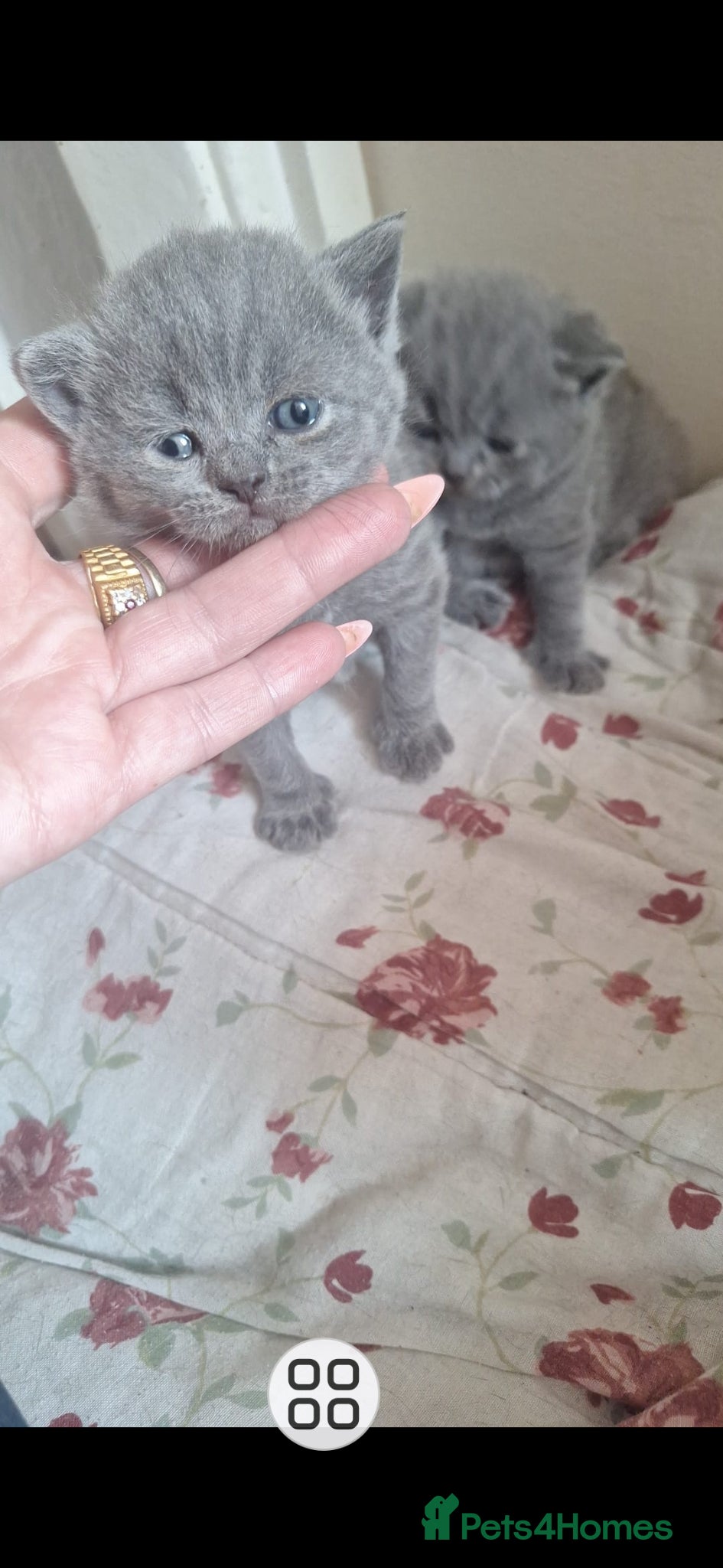 Scottish Fold cats Schotis straight and fold - Advert 11