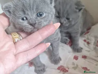 Scottish Fold cats Schotis straight and fold - Advert 11