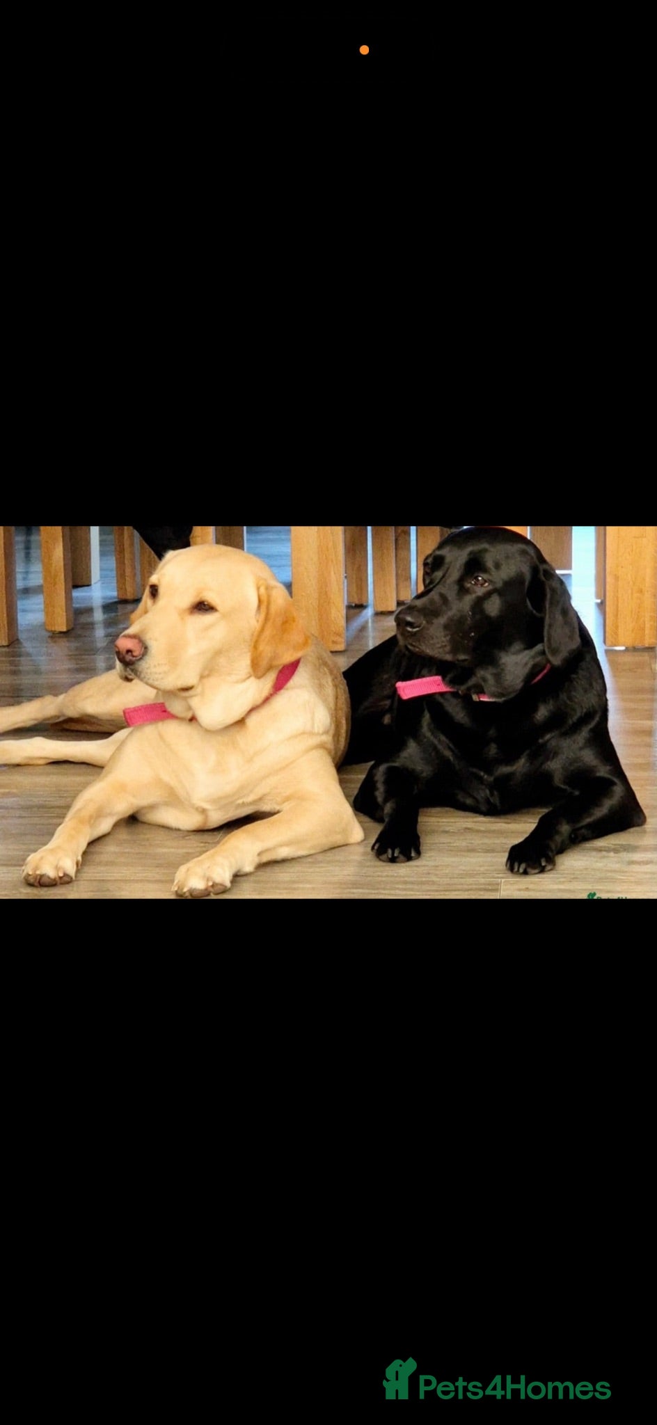 Labrador Retriever dogs Nelly and Dottie looking for their forever home - Advert 1