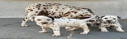 Dalmatian dogs for sale: Dalmatian beautiful - Advert 11