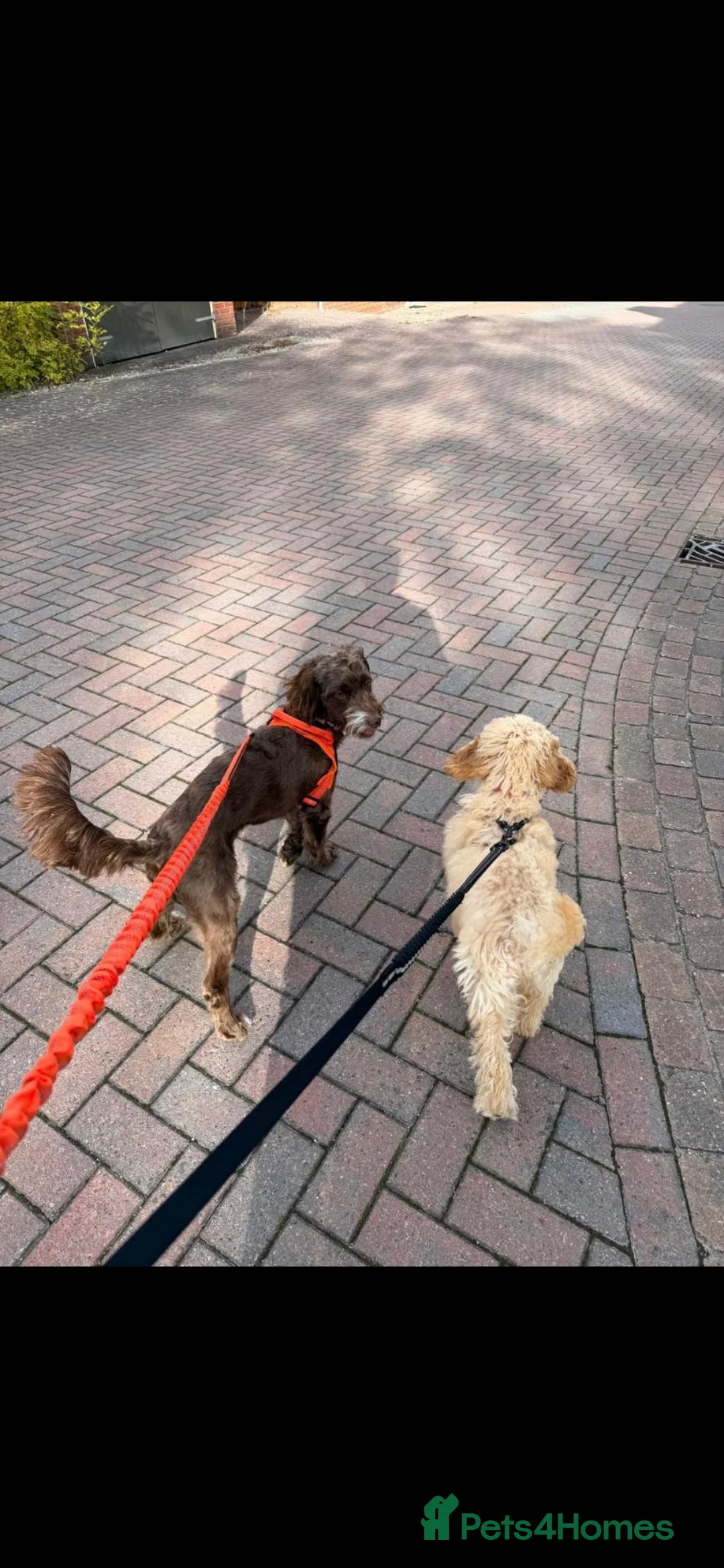 Miniature Poodle dogs for sale: Cuddly KC mini poodle - Advert 2