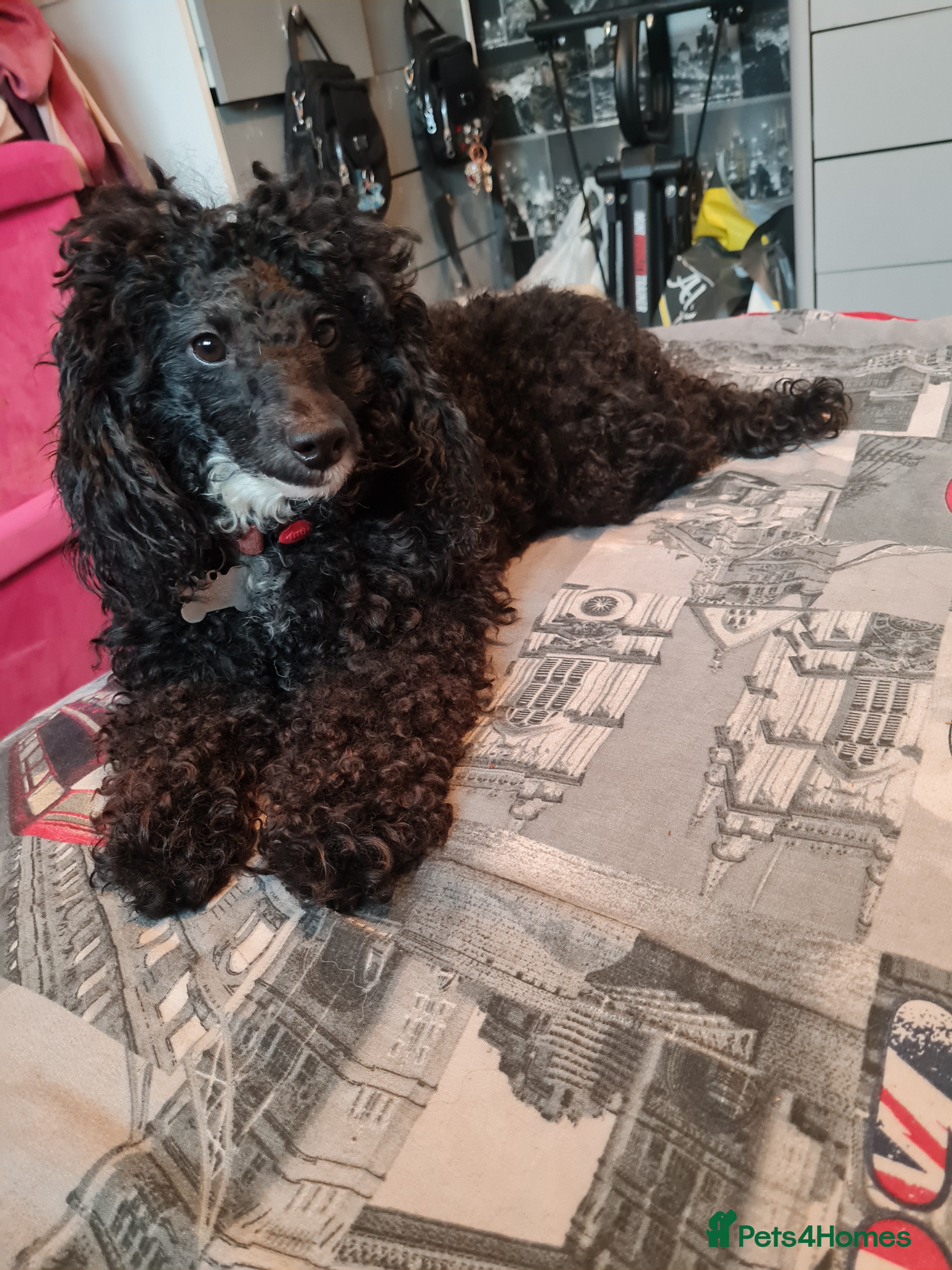 Cockapoo dogs Cockapoo - Advert 7