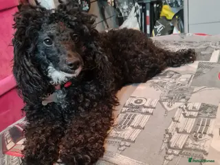 Cockapoo dogs Cockapoo - Advert 7