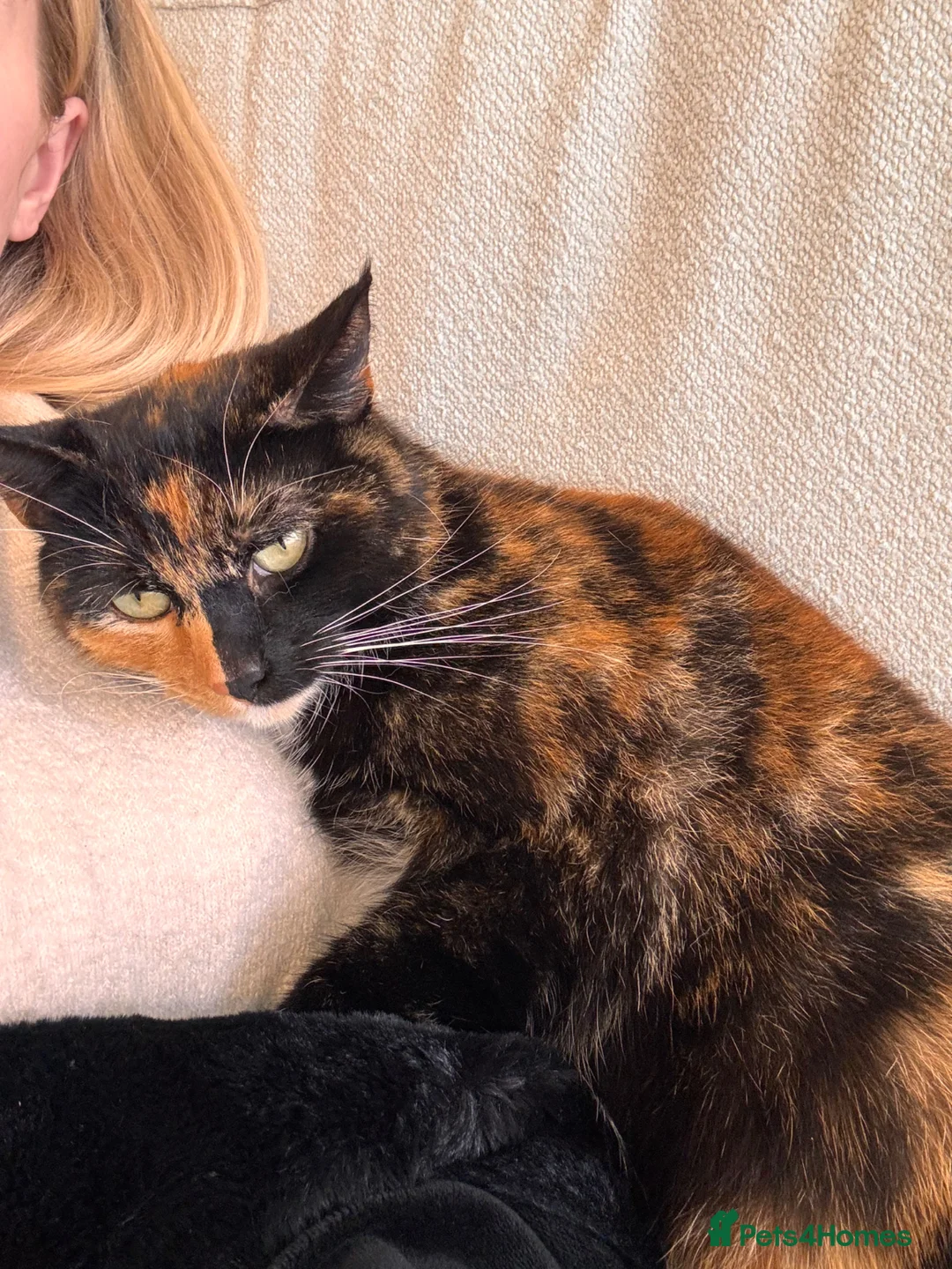 British Shorthair cats for sale: British shorthair/calico kittens in Southampton - Advert 12