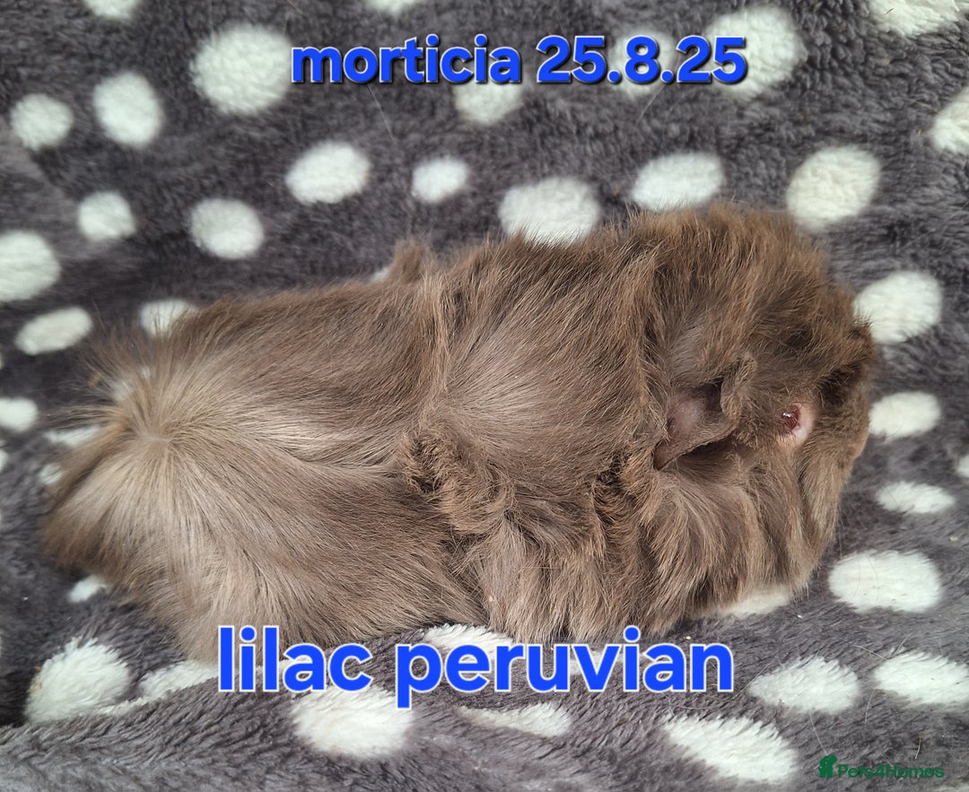 Guinea Pig rodents for sale: Baby male peruvian guinea pigs  - Image 5