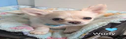 Chihuahua dogs for sale: Chihuahua Puppies  - Advert 8