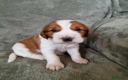 Welsh Springer Spaniel dogs for sale: Beautiful trio of pedigree welsh springer spaniels - Image 2