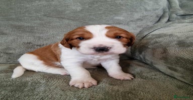 Welsh Springer Spaniel dogs - Advert 9