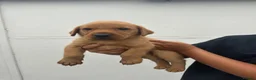 Labrador Retriever dogs for sale: Beautiful KC registered fox red Labrador puppies - Advert 4