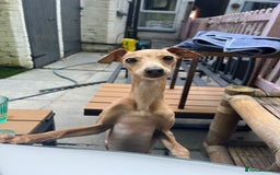 Italian Greyhound dogs for stud: Tiny stud with larger than life personality - Image 7