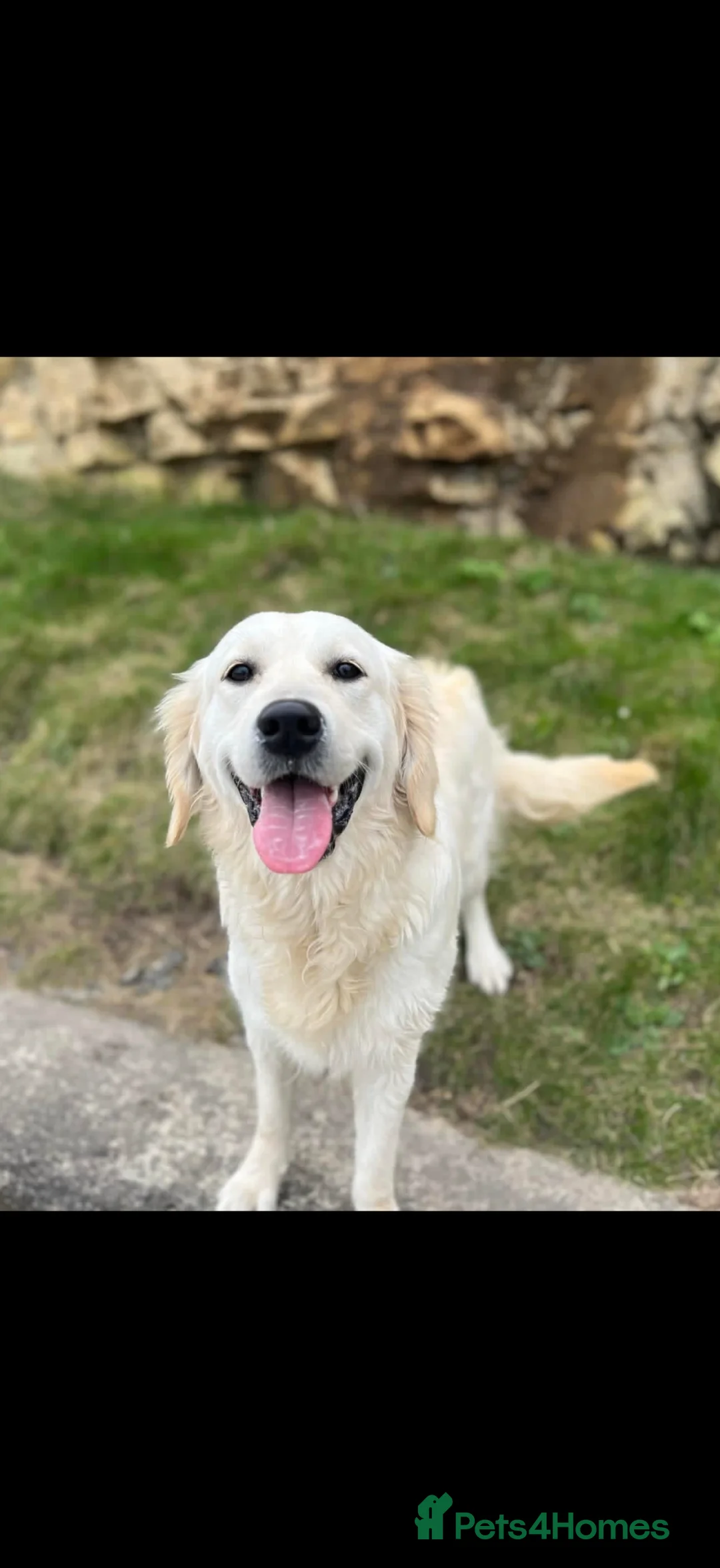Golden Retriever dogs for sale: Saddest of sales golden retriever  - Advert 2
