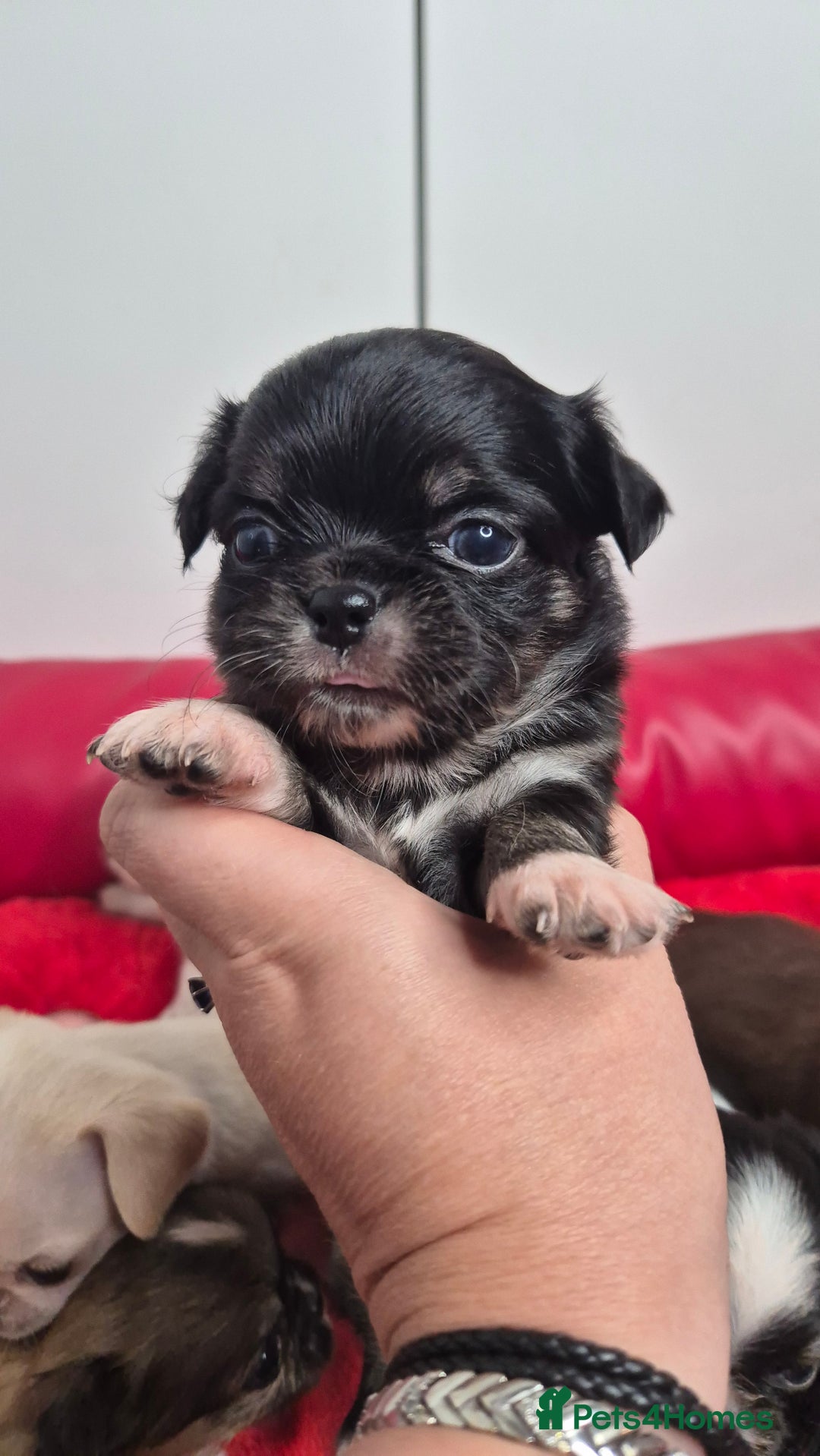 Chihuahua dogs for sale: KC registered Chihuahua puppies  - Advert 10