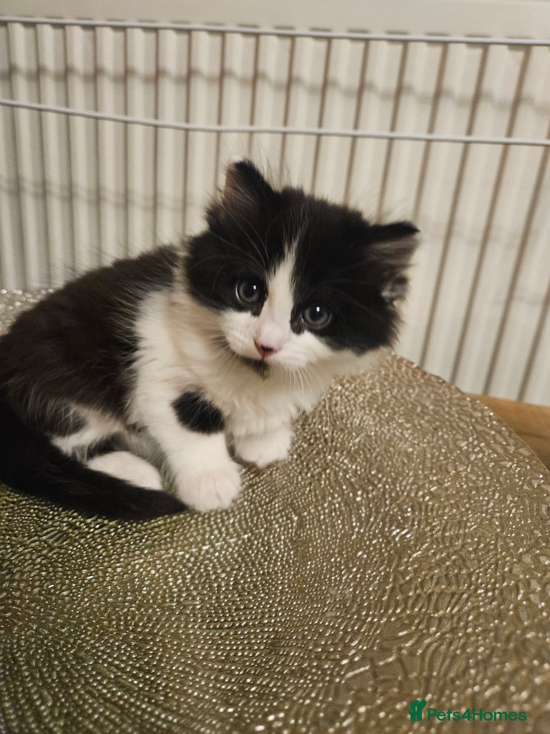 Turkish Angora cats for sale: Turkish Angora cross breed kittens - Advert 15