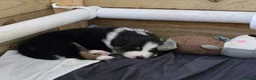 Australian Shepherd dogs for sale: Australian Shepherd  - Advert 37
