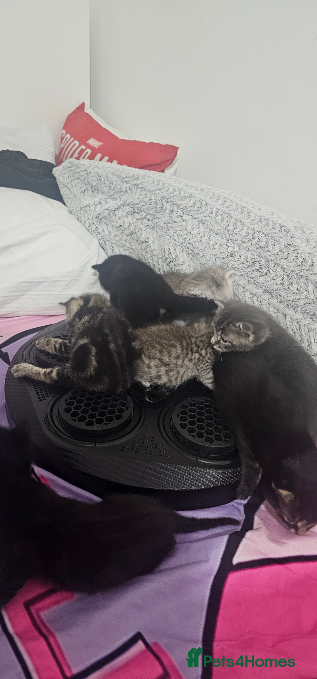 American Shorthair cats for sale: Sweet cats  - Advert 2