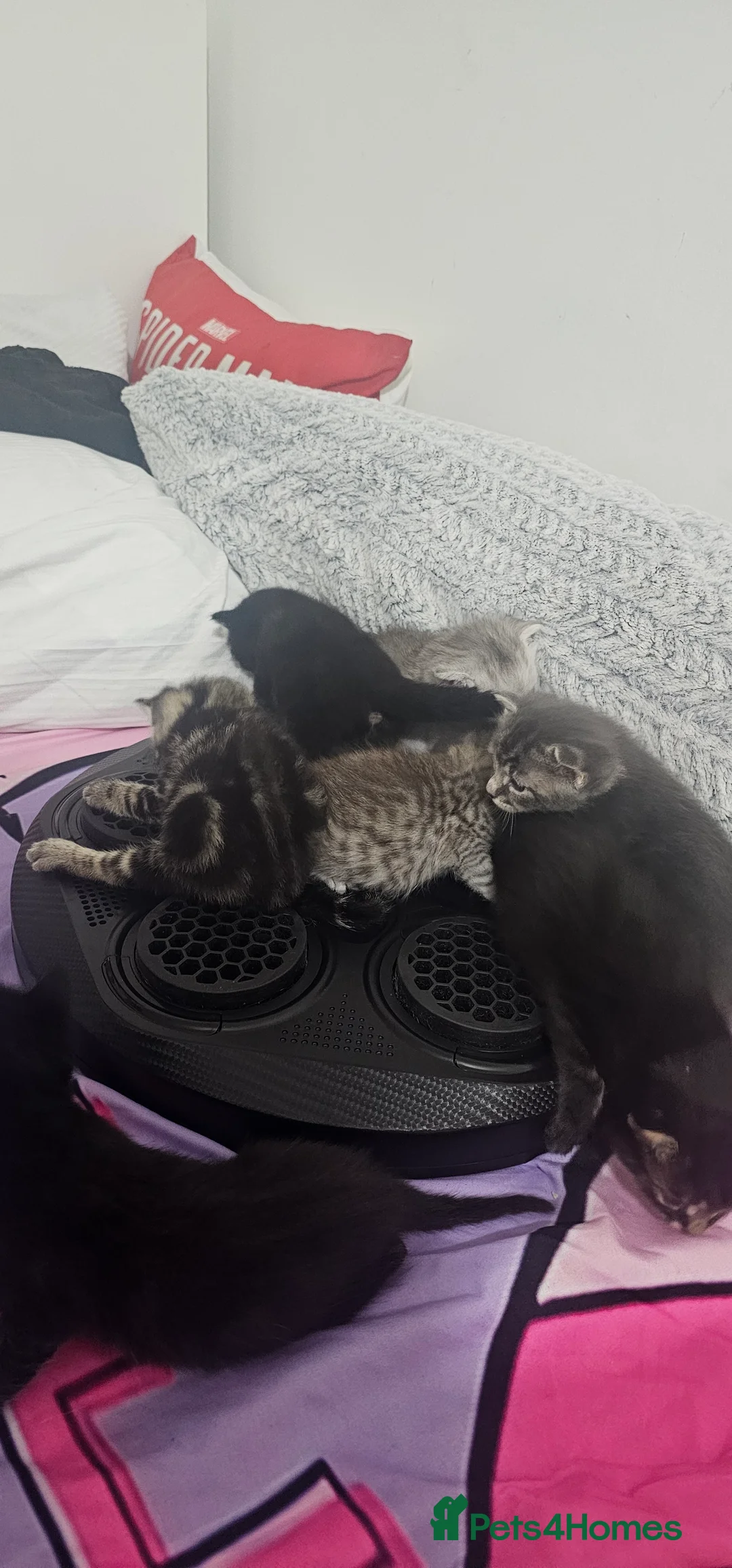 American Shorthair cats for sale: Sweet cats  - Advert 2