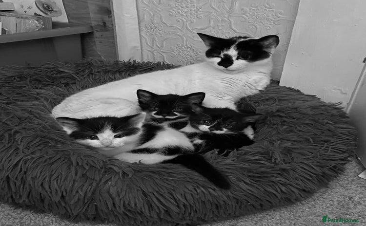 Mixed Breed cats - Advert 4